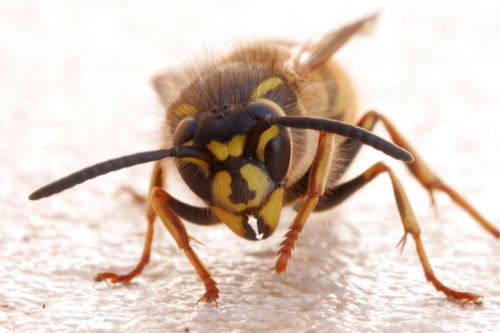 Réf. 295 016 : Vespula vulgaris